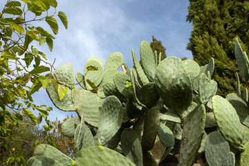 Green cactus leaf - Edible nopal. Healthy food