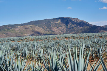 tequila, jalisco, amatitan, agave