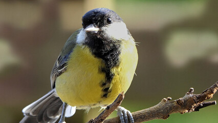 Great Tit sitting on a fence UK