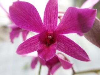 pink orchid flower