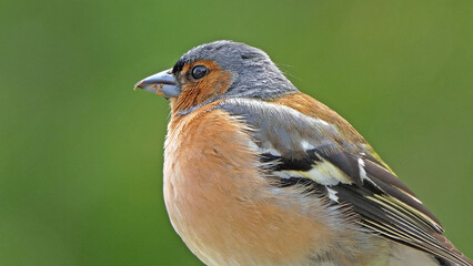 A Singing Chaffinch sitting in a tree UK