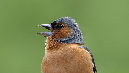 A Singing Chaffinch sitting in a tree UK