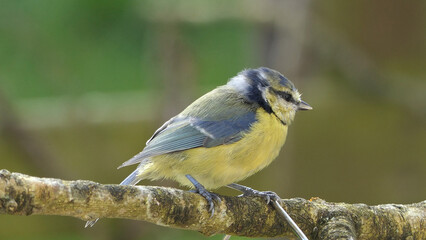 Fototapeta premium Blue Tit sitting a on a branch in a wood in UK