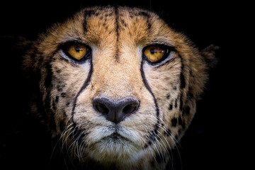 close up portrait of a cheetah with black background - obrazy, fototapety, plakaty