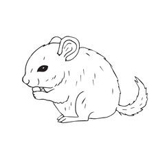 Vector hand drawn doodle sketch chinchilla isolated on white background