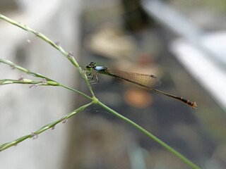 dragonfly on a leaf