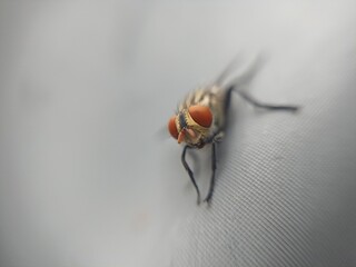 macro of a fly