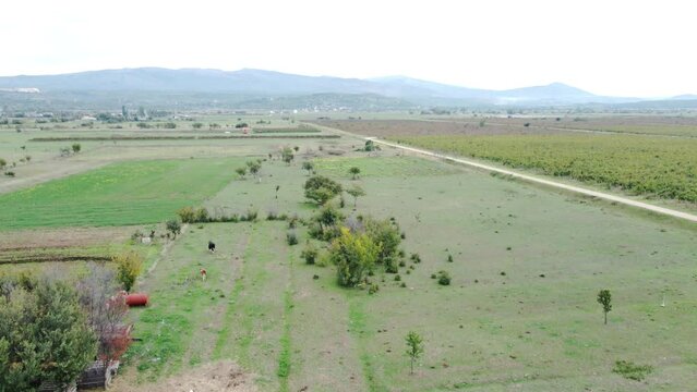 A wonderful view from the drone, of the cows and the vineyard in the village.