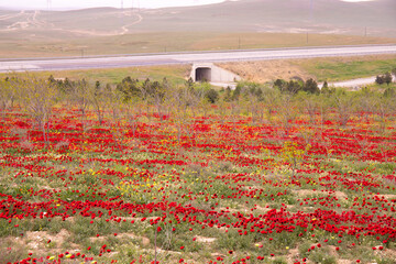 Wild poppy field in spring.