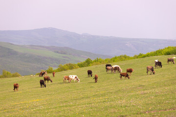 Animals graze in the green mountains.