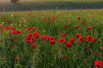 Wild poppy field in spring.