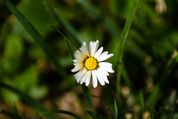 margarita blanca con fondo desenfocado