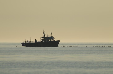 Several gulls or seagulls following a fishing boat in silhouette