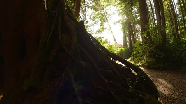 Scenic Hiking Trail in the Rainforest with vibrant green trees. San Josef Bay, Cape Scott Provincial Park, Northern Vancouver Island, BC, Canada. Canadian Nature Background. Cinematic 4k