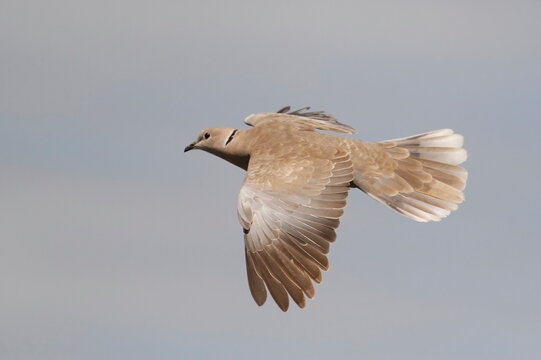 Eurasian Collared-Dove in flight from the side