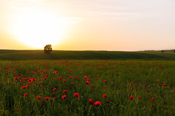Fototapeta na wymiar Poppy field at sunset.