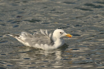 A gull or seagull floating on water in the wind