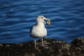Fototapeta premium Gull or seagull on rocks by ocean with a clam in its mouth