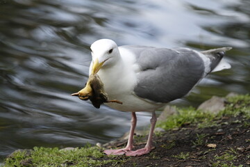 Glaucous-winged Gull seagull catching a duckling in its beak