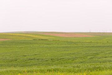 Obraz premium Green field with trees.