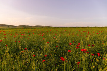 Poppy field at sunset.