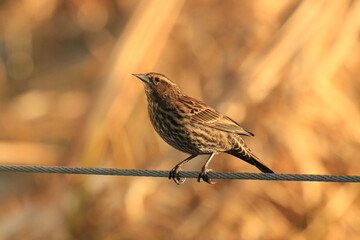 Female Red-winged Blackbird perched on a wire against a brown background