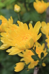 Yellow chrysanthemum blooming blur background