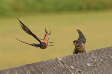 A Barn Swallow flies away sideways after feeding its baby on a wooden railing