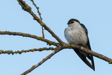 A single Violet-green Swallow on an interesting branch
