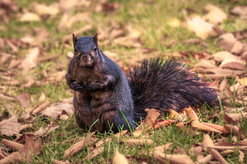 Lovely black squirrel  sits on the ground among fallen leaves in the park