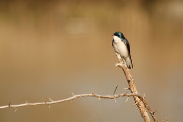 A single Tree Swallow on a thorny stick with a blank brown background