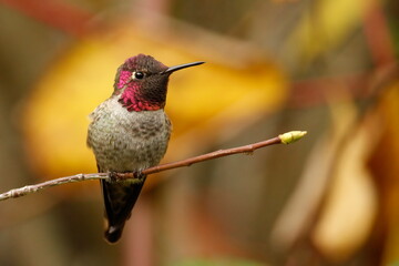 Close up of a male Anna's Hummingbird perched on a branch with a blurred background
