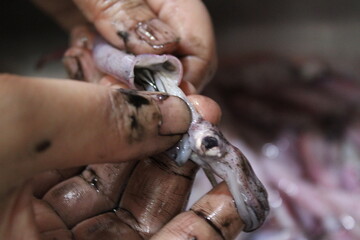 Closeup of an asian woman cleaning a squid manually in the kitchen sink