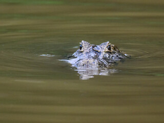 Caiman swimming in green water in Pantanal, Brazil