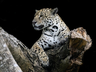 Wild Jaguar lying down on fallen tree trunk on black background in Pantanal, Brazil