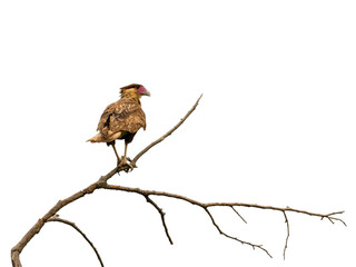 Juvenile Crested Caracara on dead tree branch against white background, Isolated