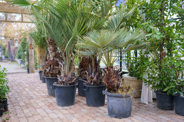 Exotic oasis. Large tropical evergreen plants with lush green foliage in flower pots in greenhouse. Mexican blue palm or Brahea armata growing inside of glasshouse at Botanical garden