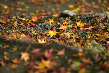 神社境内　秋の風景
