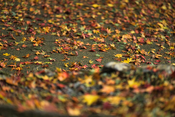 神社境内　秋の風景