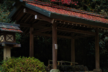 神社境内　秋の風景