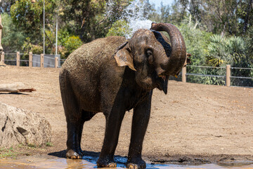 Elephant San Diego Zoo