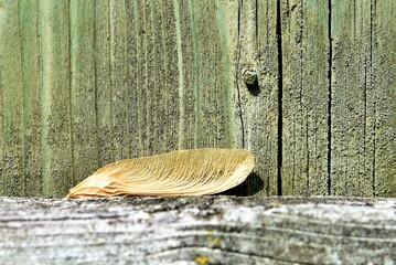 wooden fence with leaves