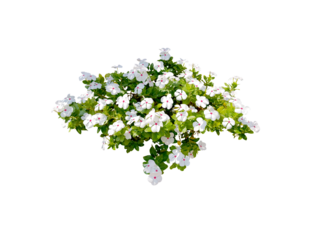 ฺBouquet, shrub of flowers. Rose periwinkle. primrose. (red, pink, purple) Rose Four o'clock Flower. Colorful flowers, primula vulgaris are blooming. On white background. (png)