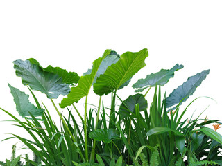 Colocasia plant, Giant Elephant Ear (Japanese taro and fern) large fresh green leaves. A popular ornamental plant.Isolated on White background and clipping path. (png)