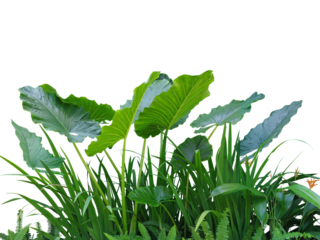 Colocasia plant, Giant Elephant Ear (Japanese taro and fern) large fresh green leaves. A popular ornamental plant.Isolated on White background and clipping path. (png)