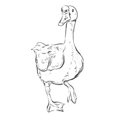 Ilustration Hand drawn Swan on a white 
background outline monochrome ink style 
for artwork,learning,media, logo, packaging.