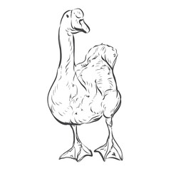 Ilustration Hand drawn Swan on a white 
background outline monochrome ink style 
for artwork,learning,media, logo, packaging.