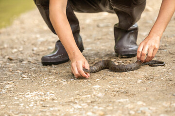 A man catching a northern water snake