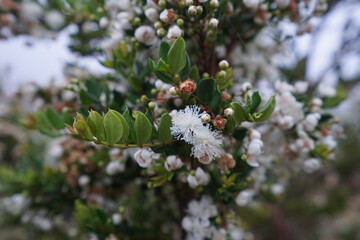 FLORES BLANCAS DE ARRAYÁN / WHITE ARRAYÁN FLOWERS