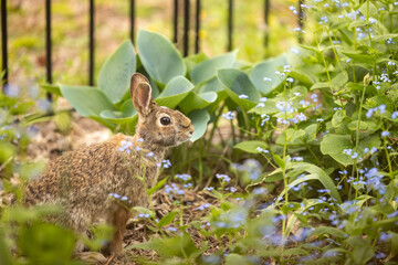 Naklejka na ściany i meble Spring Bunny in flower garden